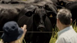Carne bovina China Brasil