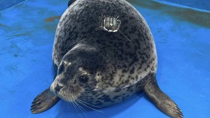 Foca China