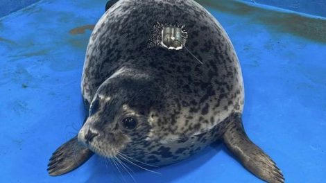 Foca China