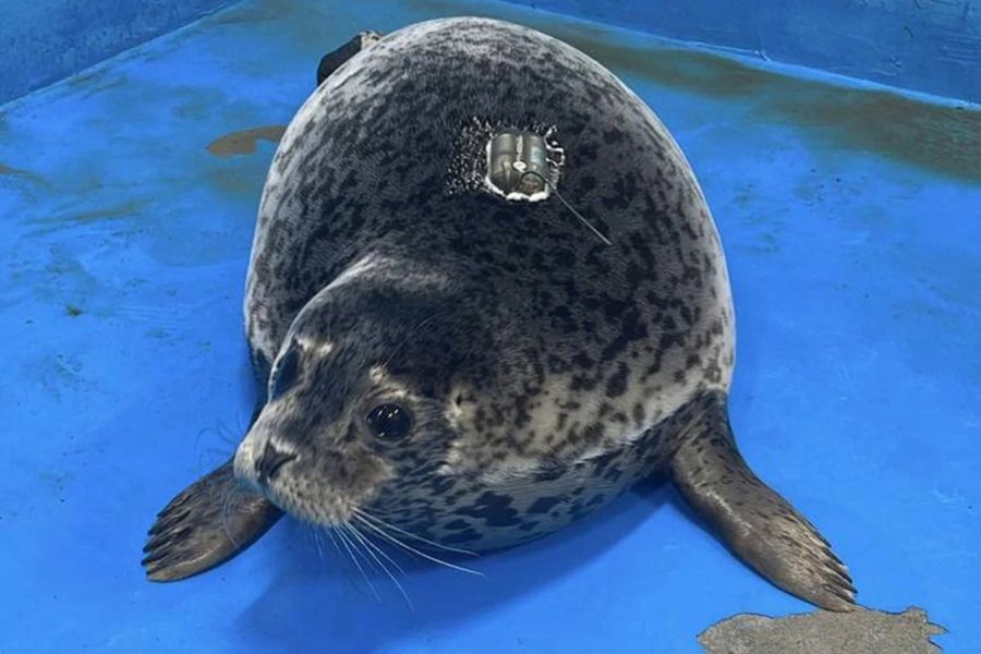 Foca China