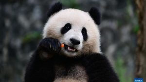 Panda tratamento ortodôntico