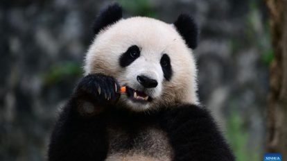 Panda tratamento ortodôntico