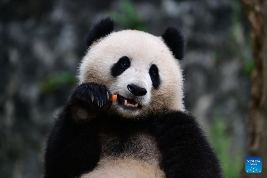 Panda tratamento ortodôntico