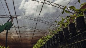 China plantas brasileiras