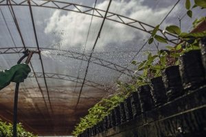 China plantas brasileiras