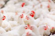 Exportações brasileiras de aves
