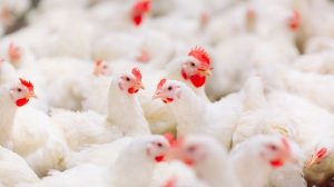 Exportações brasileiras de aves