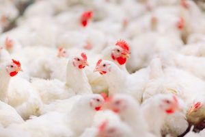Exportações brasileiras de aves