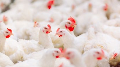 Exportações brasileiras de aves