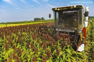Sorgo brasileiro