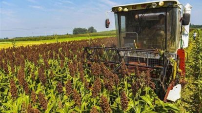 Sorgo brasileiro