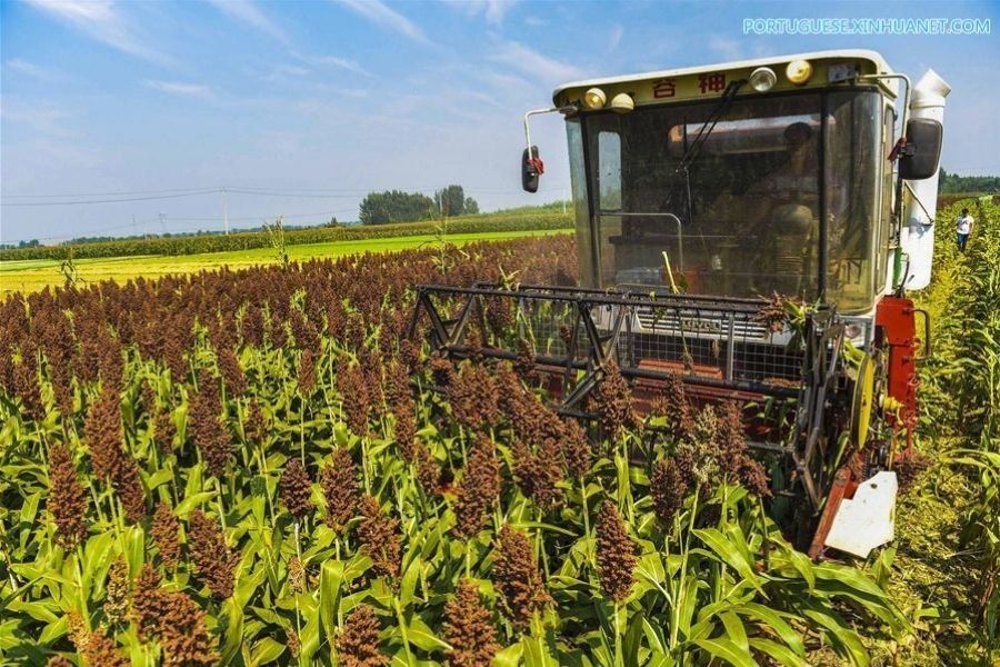 Sorgo brasileiro